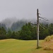 Misty Golf Day by mamabec