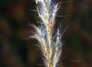 10th Jul 2011 - Prairie Grass and Seeds