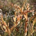 Fynbos grass by eleanor