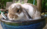 4th Jul 2011 - Potted Bunny.