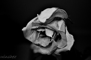 13th Jul 2011 - sad rose