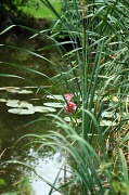 10th Jul 2011 - The pond
