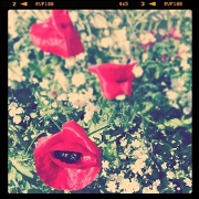 13th Jul 2011 - Poppies