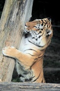 14th Jul 2011 - The male tiger.