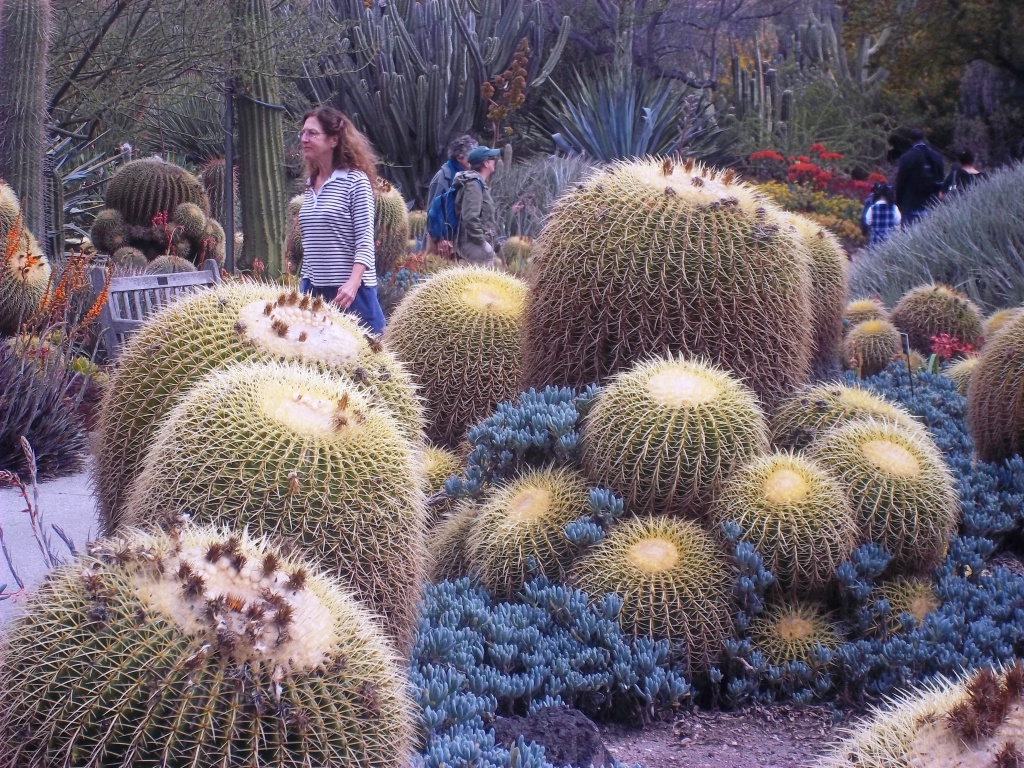 Cacti Gardens by jnadonza