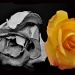 sad rose happy rose by winshez
