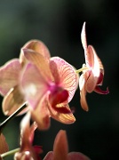 14th Jul 2011 - Orchid