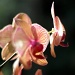 Orchid by mattjcuk