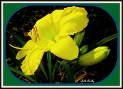 16th Jul 2011 - Yellow Lily