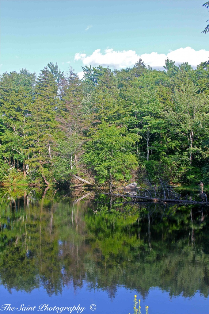 Reflection Pond by stcyr1up