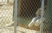 21st Jun 2011 - White Tiger