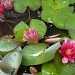 Pink Waterlillies by karendalling