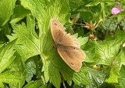 15th Jul 2011 - stock -pic of butterfly
