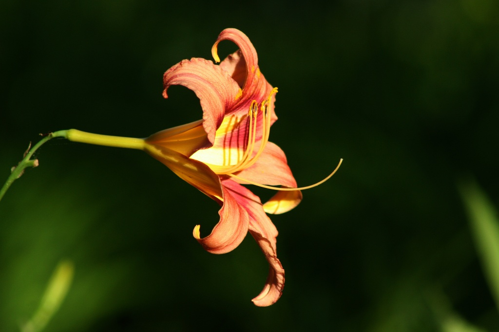 Day Lily by lauriehiggins