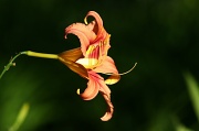 14th Jul 2011 - Day Lily