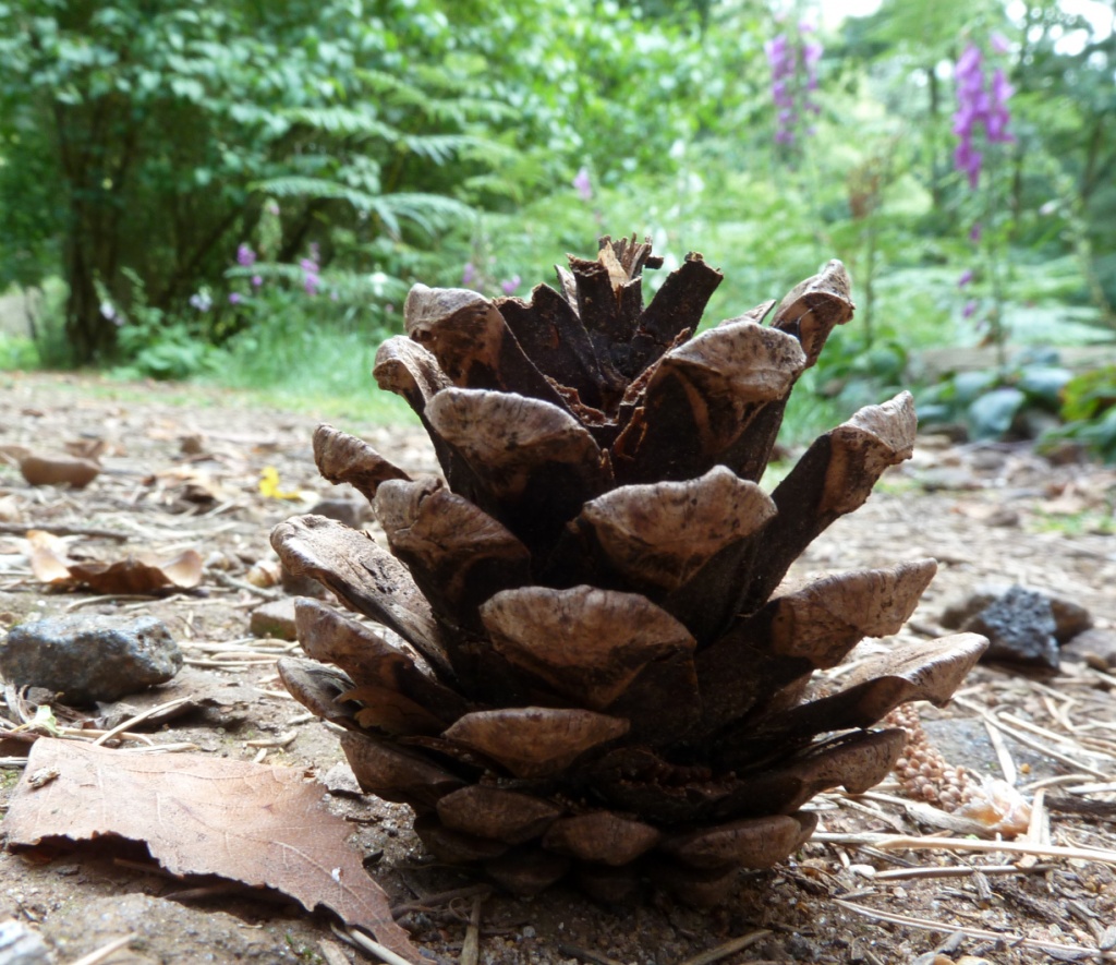 Pine cone by karendalling