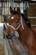 15th Jul 2011 - The foal