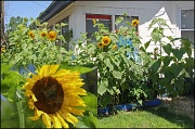 15th Jul 2011 - sunflower 2