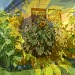 sunflower 1 by hjbenson