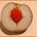 Just peachy by sarahhorsfall