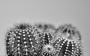 15th Jul 2011 - Cactus