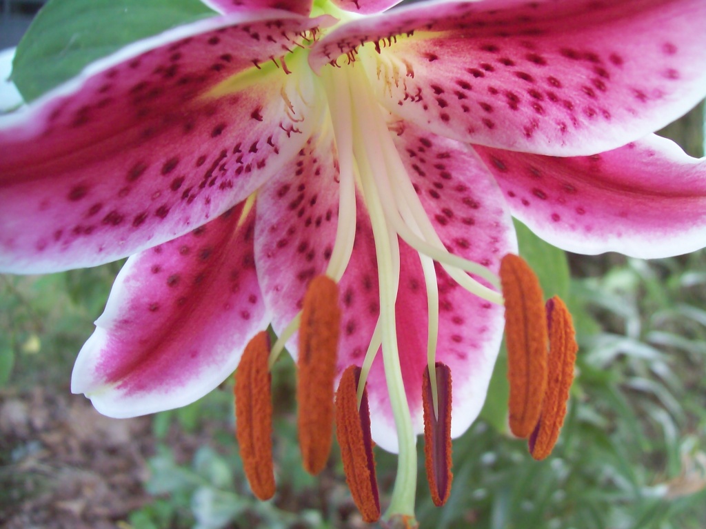 Tiger Lily by julie