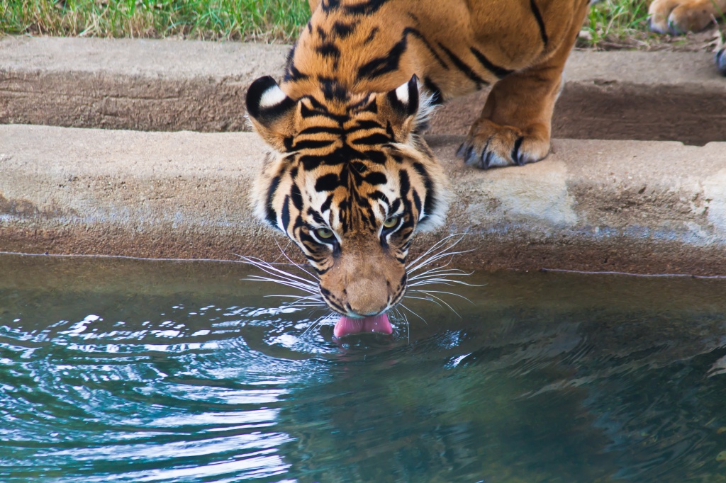 Thirsty Tiger by jbritt