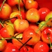 Rainier Cherries by mamabec