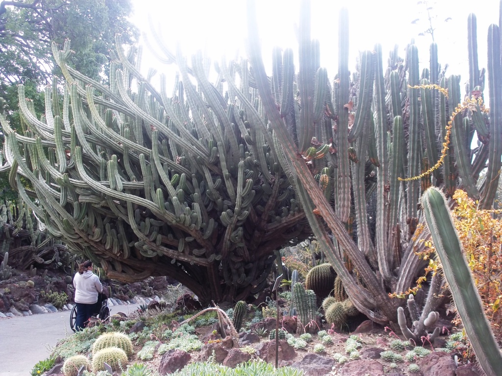 Cacti is huge by jnadonza