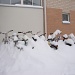 365-DSC00755 Bikes in the snow by annelis