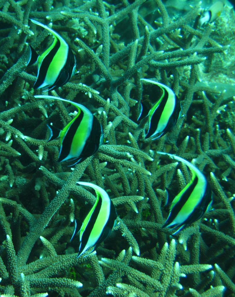 Today was a scuba diving day - I loved this gang of juvenile Moorish Idols by lbmcshutter