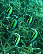 16th Jul 2011 - Today was a scuba diving day - I loved this gang of juvenile Moorish Idols