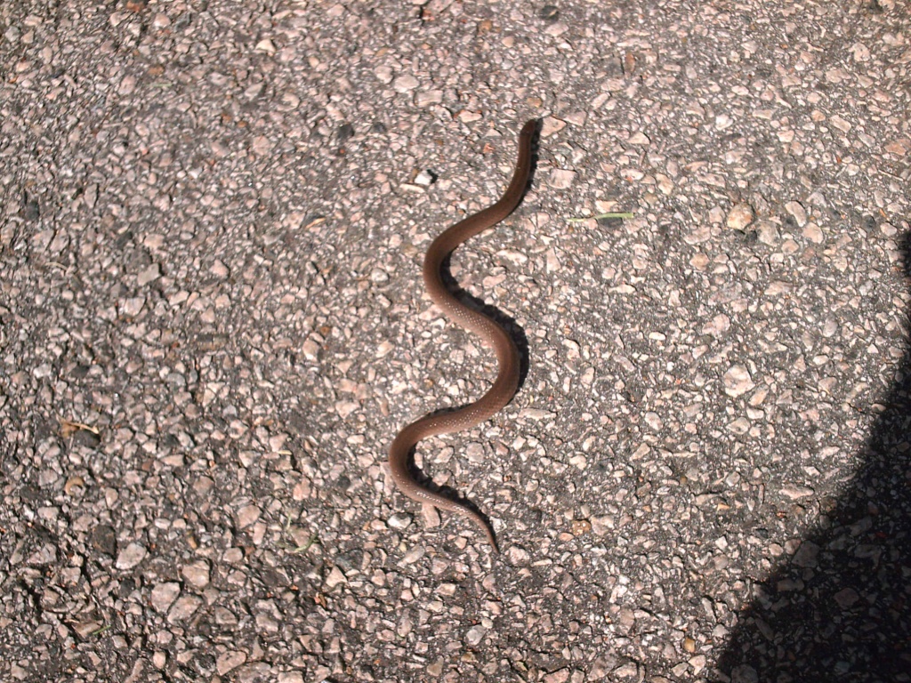 Snake on the Street 7.16.11 001 by sfeldphotos