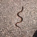 Snake on the Street 7.16.11 001 by sfeldphotos
