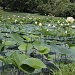 Lily Pond by lisabell