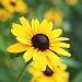 Black Eyed Susan's by herussell