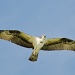 Osprey Soaring by twofunlabs
