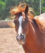 16th Jul 2011 - Horse