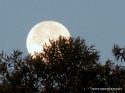 16th Jul 2011 - Morning Moon