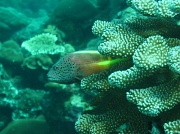 17th Jul 2011 - Watching the neighbours - Freckled Hawkfish peering from its Verrucose Coral Condo