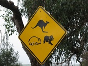 11th Jul 2011 - A-Z: Koalas and Kangaroos