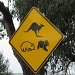 A-Z: Koalas and Kangaroos by alia_801