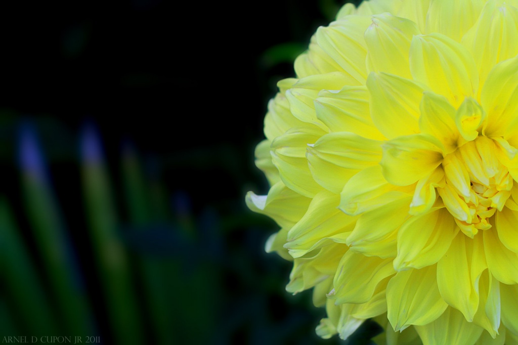 Chrysanthemum's The Word by nellycious