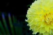 11th Jul 2011 - Chrysanthemum's The Word