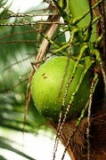 13th Jul 2011 - A very fresh coconut!