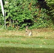 17th Jul 2011 - The rabbit 