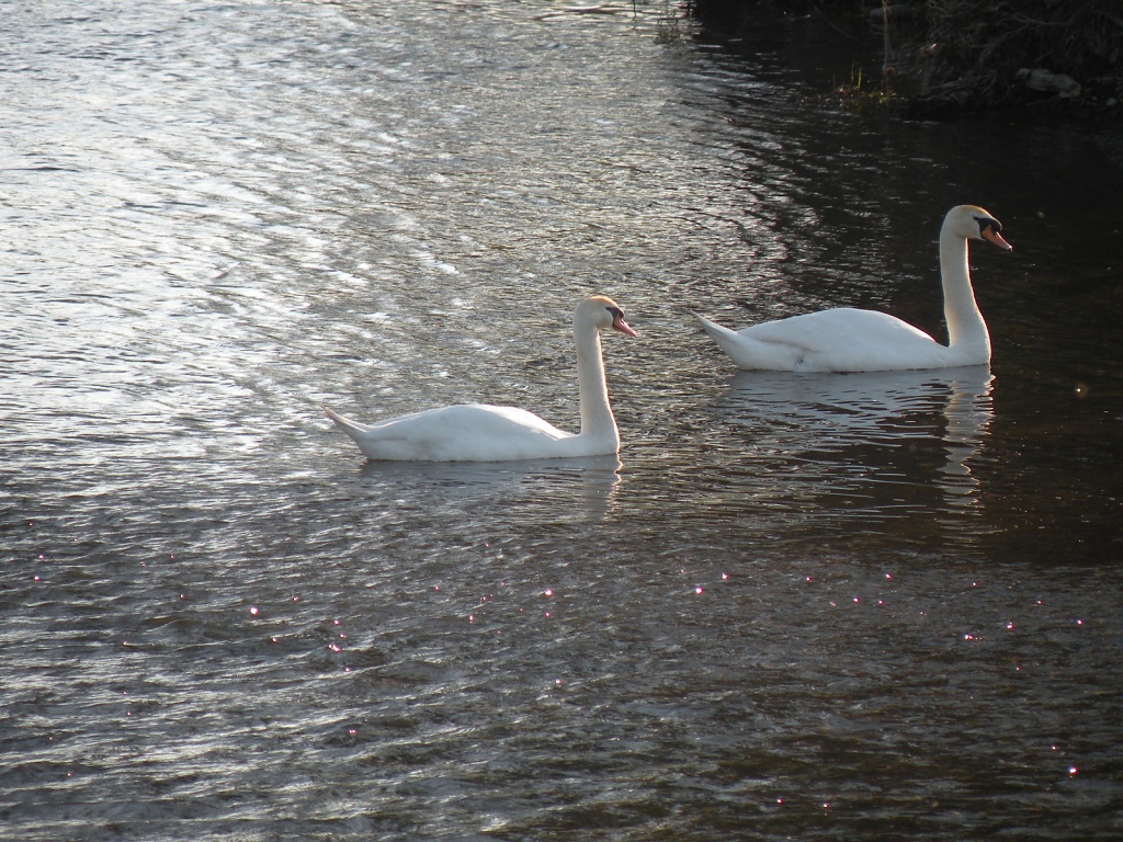 Swans on the Wensum by manek43509