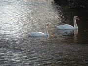 17th Apr 2010 - Swans on the Wensum