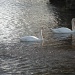 Swans on the Wensum by manek43509