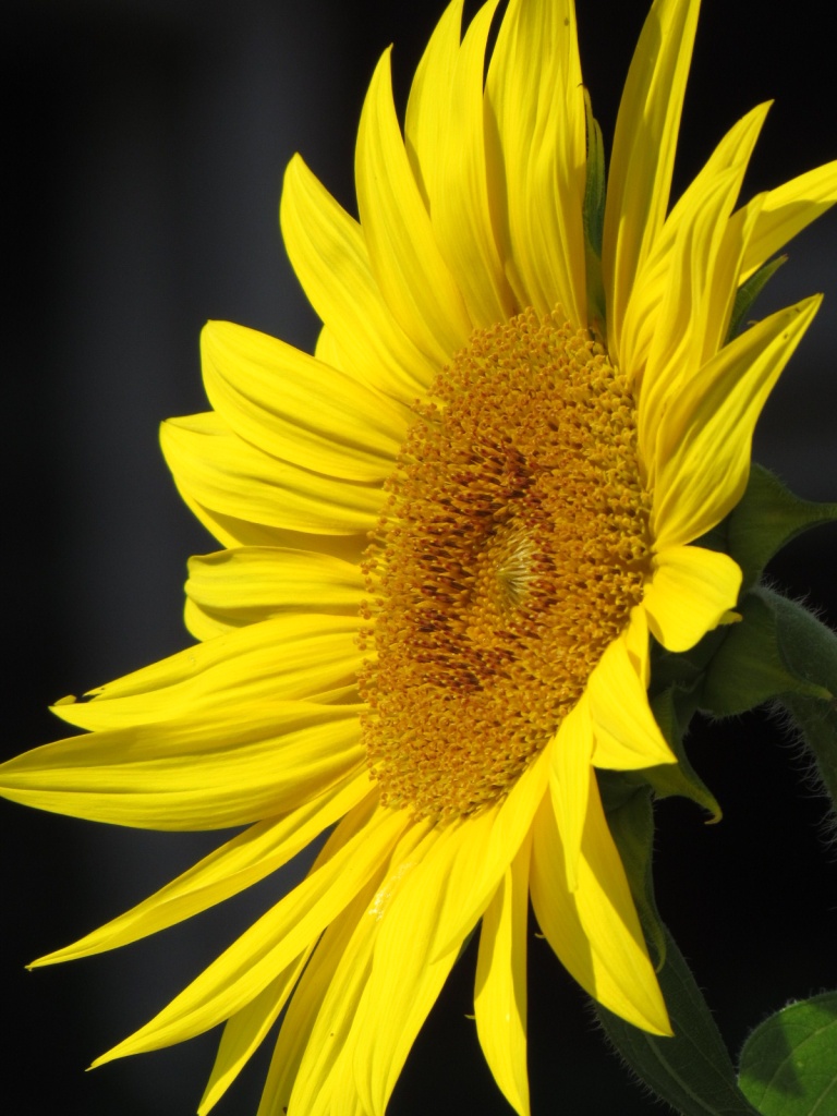Sunflower by juletee